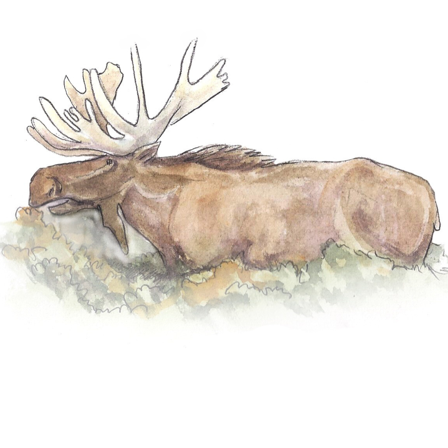 Wild Food Feast 2025 Potluck - Copper Basin - logo